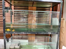 Akuarium Ikan Hias Ukuran 100 x 40 x 40. Bagus terjamin pemakaian 7bln