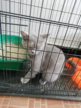 Kucing BSH sudah birahi plus bonus 2 kucing