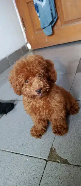 Tiny red poodle lucu gemesin