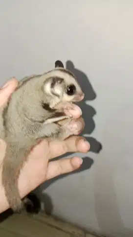 Sugar glider grey