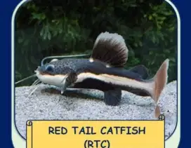 Ikan RTC Catfish