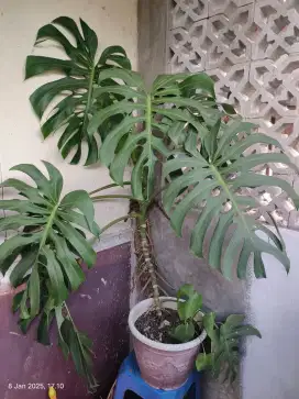 Monstera Deliciosa