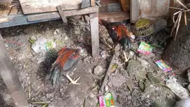 Di Jual Ayam Bangkok