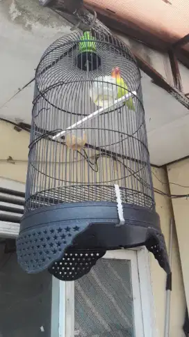 Burung Lovebird