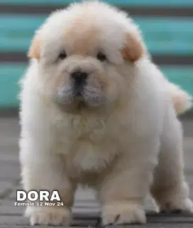 Chow chow betina •DORA•