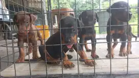 Doberman puppies