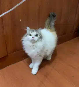 kucing persia betina cantik