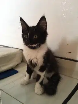 Kitten Persia Mix