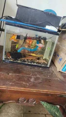 Dijual Aquarium + ikan