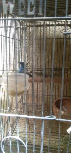 Burung tledekan biru