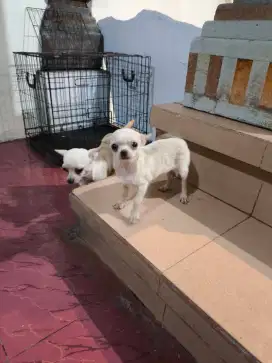 Anjing cihuahua indukan dan anak female