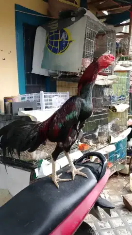 Ayam bangkok istimewa kualitas di jamin mantap