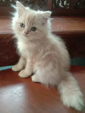 Kitten persia 2 bln