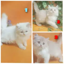 Kucing gemuk lucu