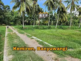 Dijual Sawah di desa adat Kemiren Banyuwangi