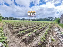 Dijual Sawah Aktif di Benculuk , Cluring Banyuwangi