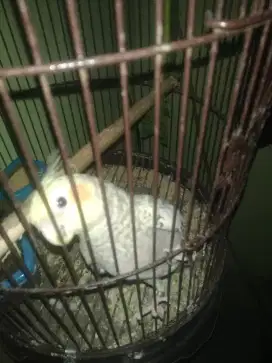 Burung palek minat ke lokasi