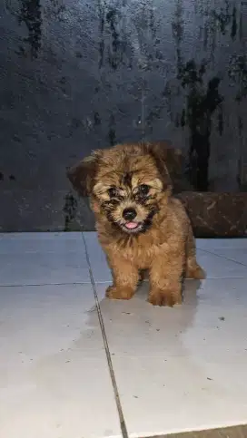 Anjing Pom Mix Shitzu