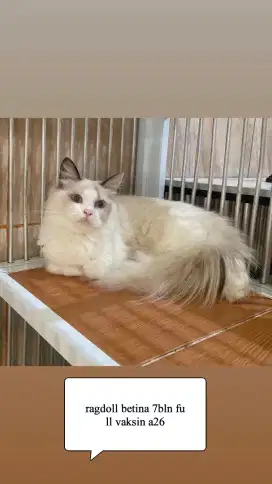 Kucing ragdoll betina