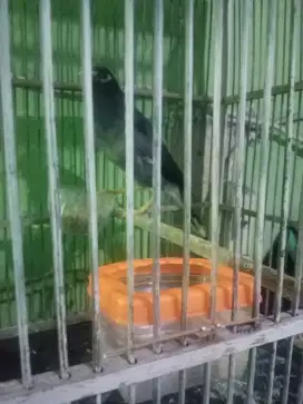 Burung jalak Nias