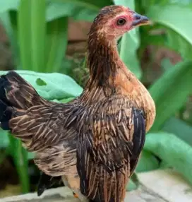 Ayam hias padang