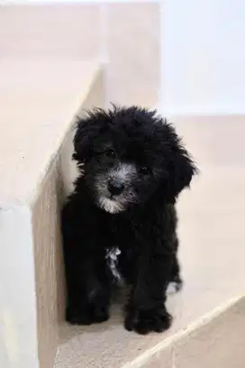 Poochon Poodle Bichon Puppy Anjing