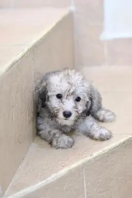 Poochon Poodle Bichon Puppy Anjing