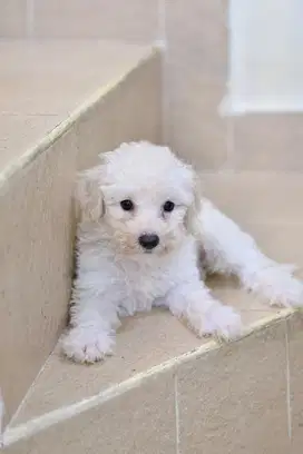 Poochon Poodle Bichon Puppy Anjing