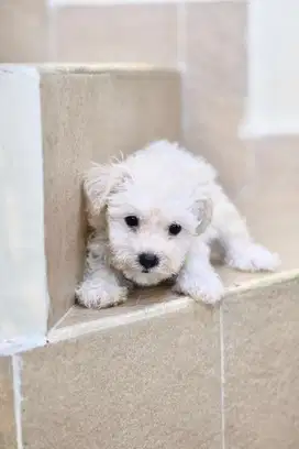 Mini Poochon Poodle Bichon Puppy Anjing