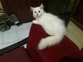 Anak Kucing Anggora Putih Jantan atau Betina.