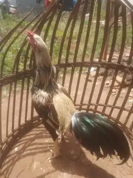 Ayam Bangkok jalak kembang