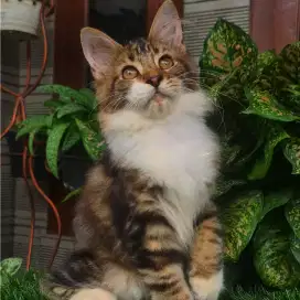 Kiten mainecoon