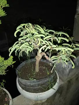 Bonsai asam Jawa siap pajang