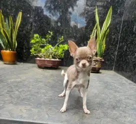 For sale 1 anakan chihuahua smooth coat betina cantik