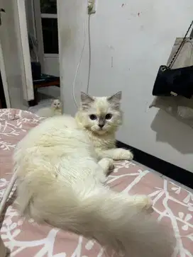 Kucing ragdol betina kitten