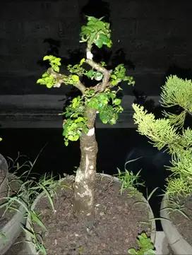 Bonsai serut tinggal pajang