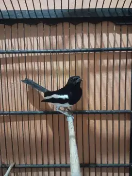 Burung kacer deker rajin prospek gantang paruh celah