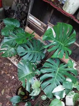 Monstera varigata / monthai jadul