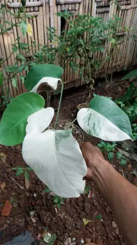 Monstera varigata / white tiger