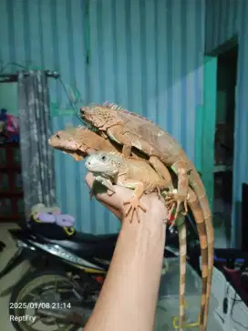 Super red iguana Juvenile