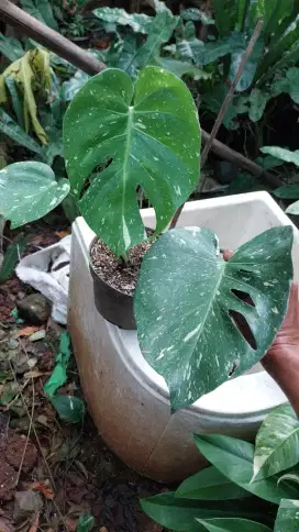 Monthai / monstera thai / monstera