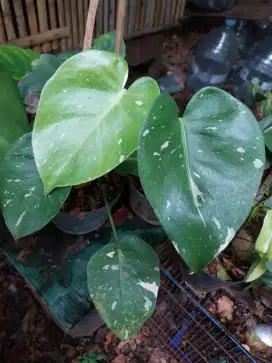 Tanaman hias monstera / monthai