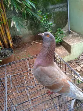 Burung dara kolong