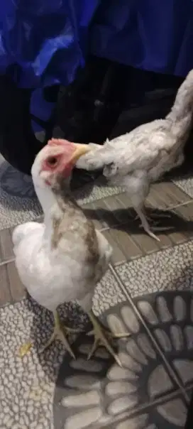 Di jual ayam ketawa betina