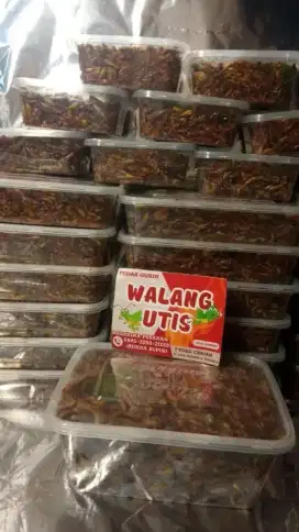 Belalang Sawah Goreng Walang Utis 150gr 300gr