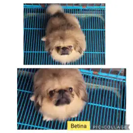 Pekingese Jantan Betina Stamboom