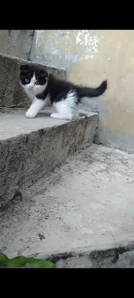 Kitten scottish fold