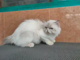 Kucing ragdoll flatnose