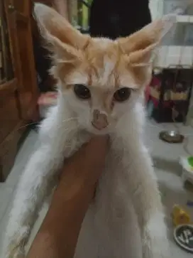 jual kucing maine coon mix