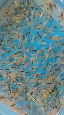 Jual birayak koi ukuran 2-3 cm